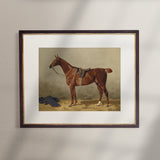 Vintage Equestrian Prints, Set of 4, Collection I