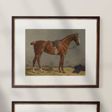 Vintage Equestrian Prints, Set of 4, Collection I