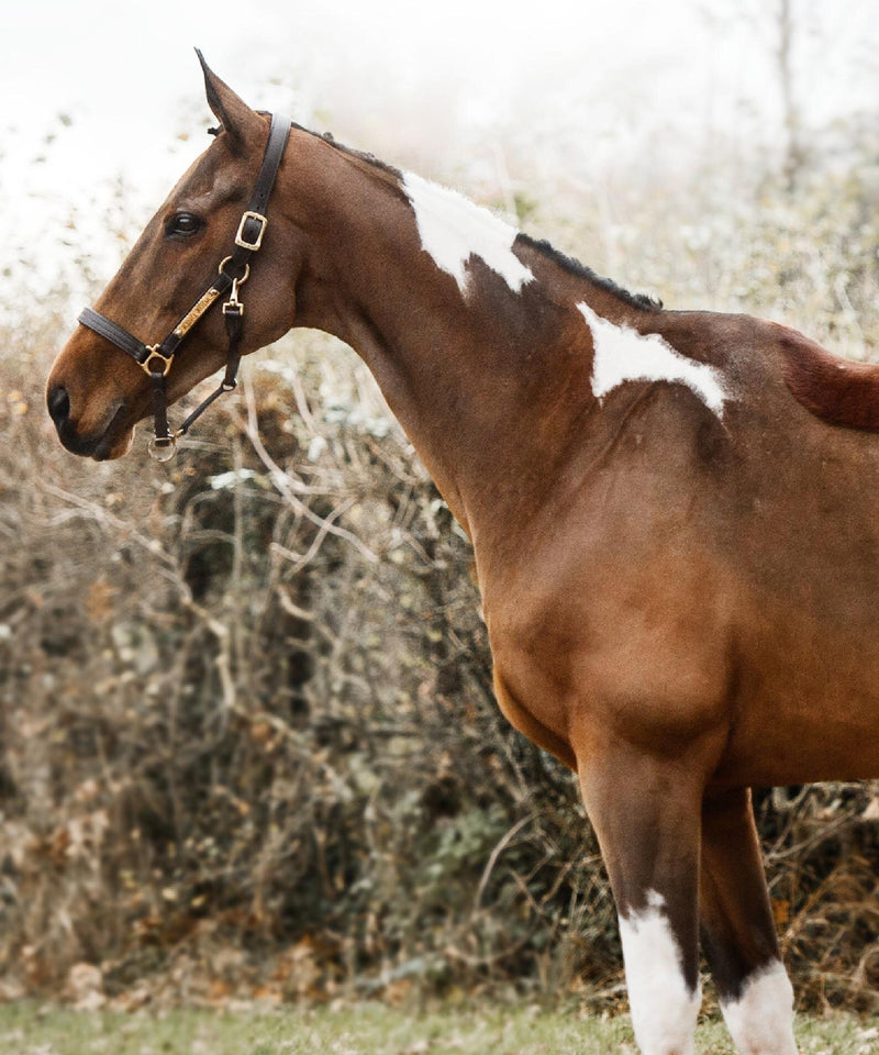Portrait of 'Koda'